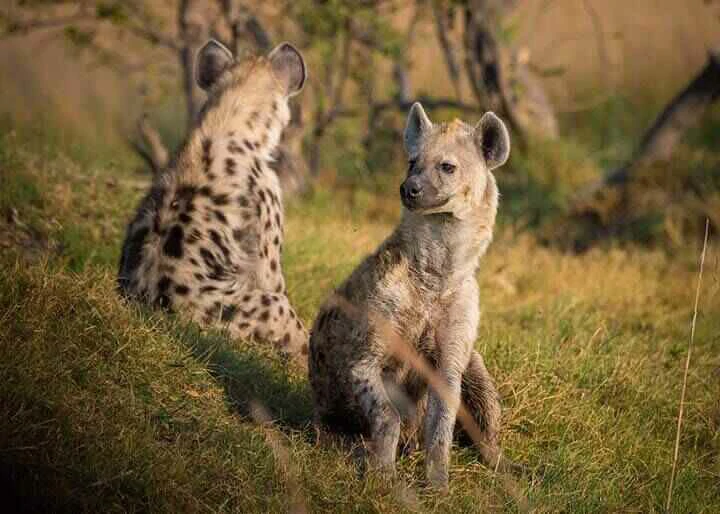 Two Hyenas Makgadikgadi